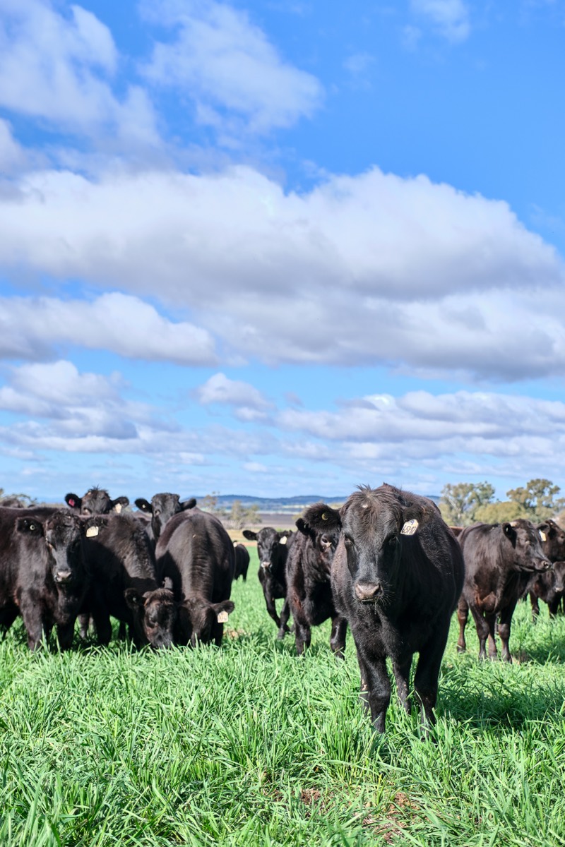进口牛肉产品细节展示